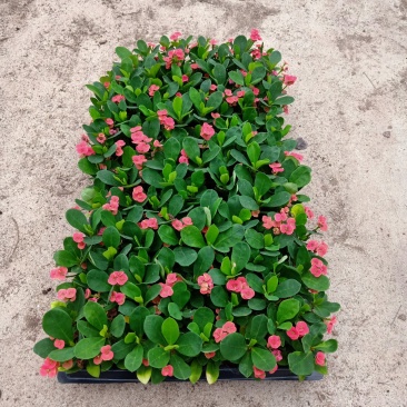 铁海棠虎刺梅苗批发四季开花植物可带穴盆发物流
