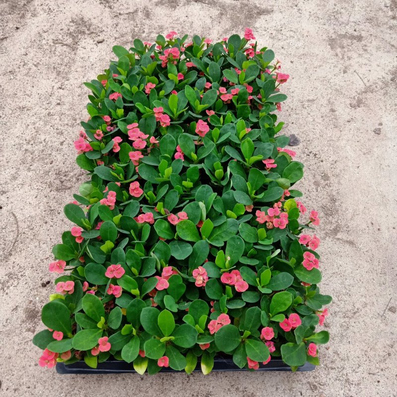 铁海棠虎刺梅苗批发四季开花植物可带穴盆发物流