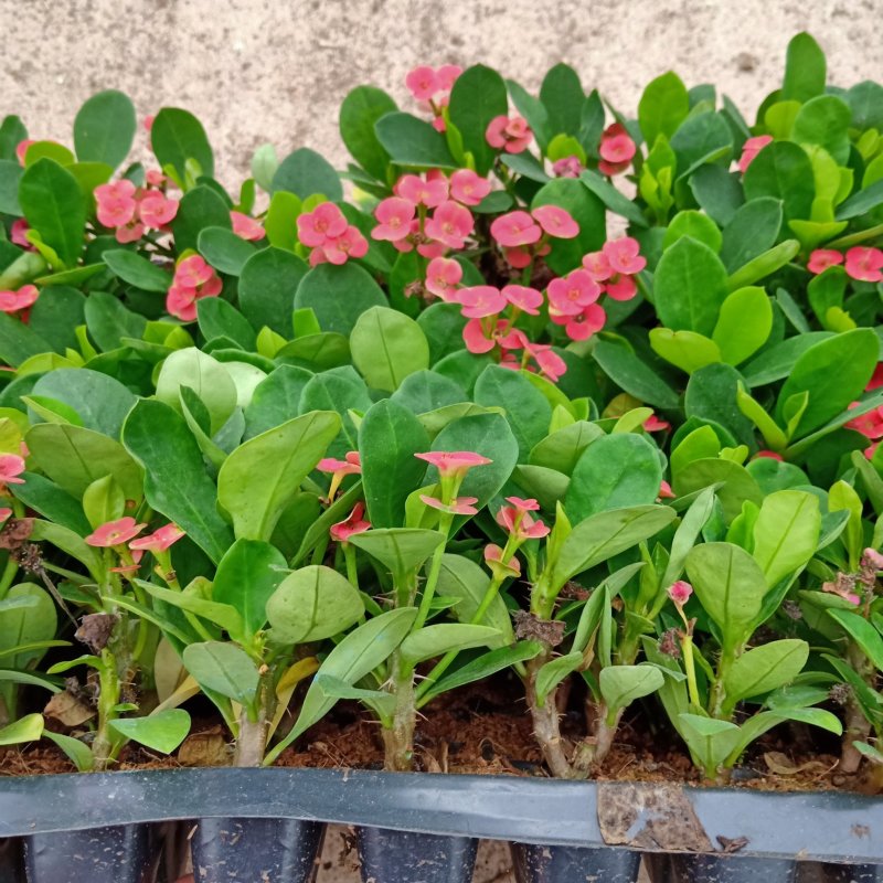 铁海棠虎刺梅苗批发四季开花植物可带穴盆发物流