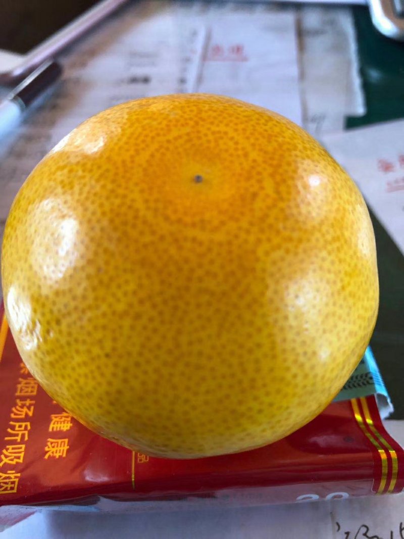 黄美人柑桔苗带土球(基地直供，品种保证)