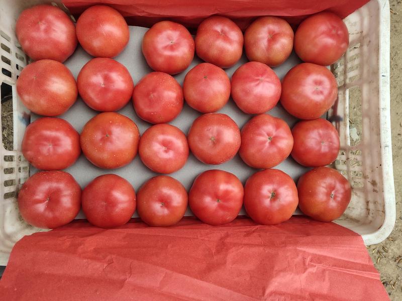 河南高兴果蔬代办西红柿，硬度，果型，亮度达标大棚现摘现发