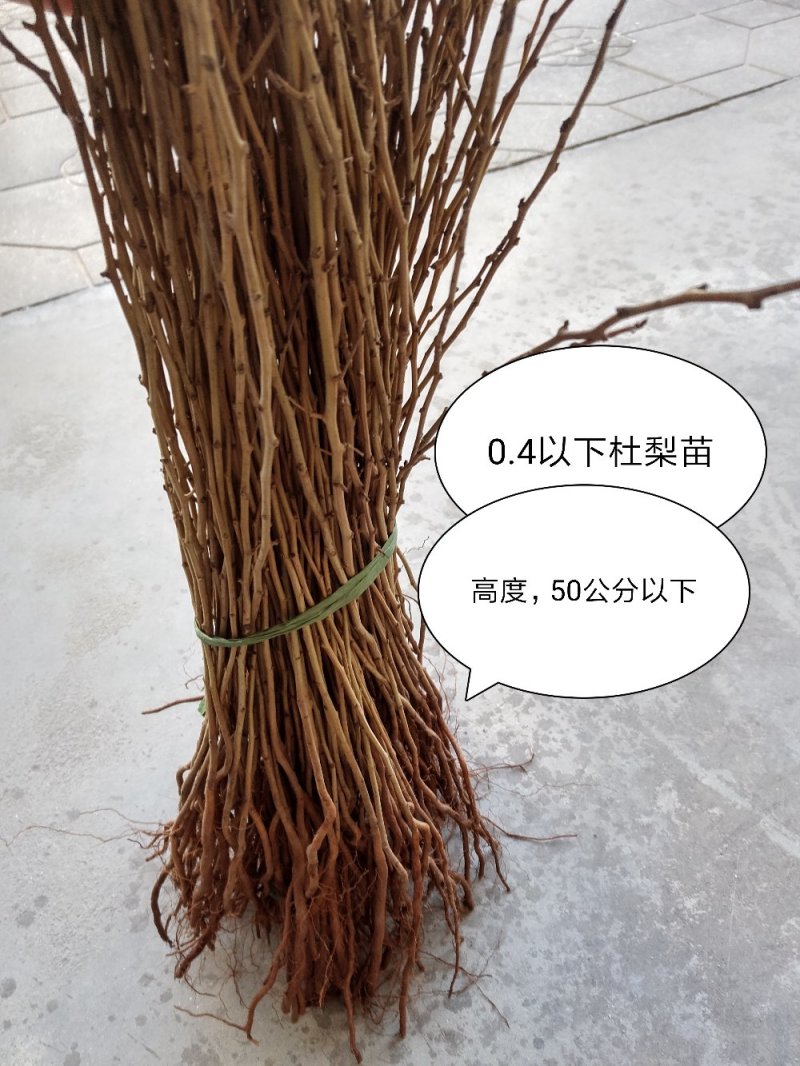 1年生杜梨苗100万株多种规格直接扦插栽种成活率高