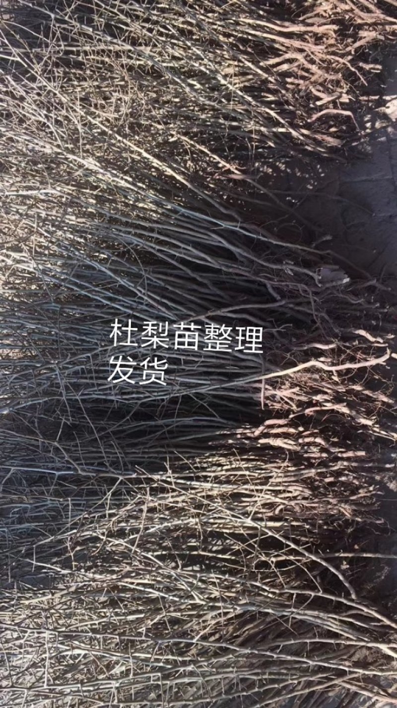 1年生杜梨苗100万株多种规格直接扦插栽种成活率高