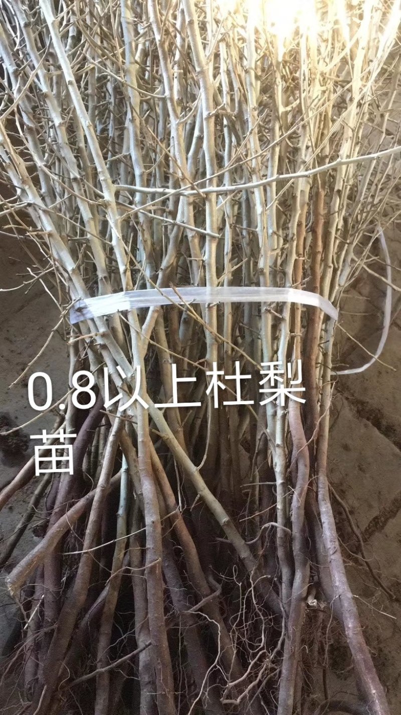1年生杜梨苗100万株多种规格直接扦插栽种成活率高