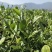 2021漳平水仙乌龙茶新茶500g包邮