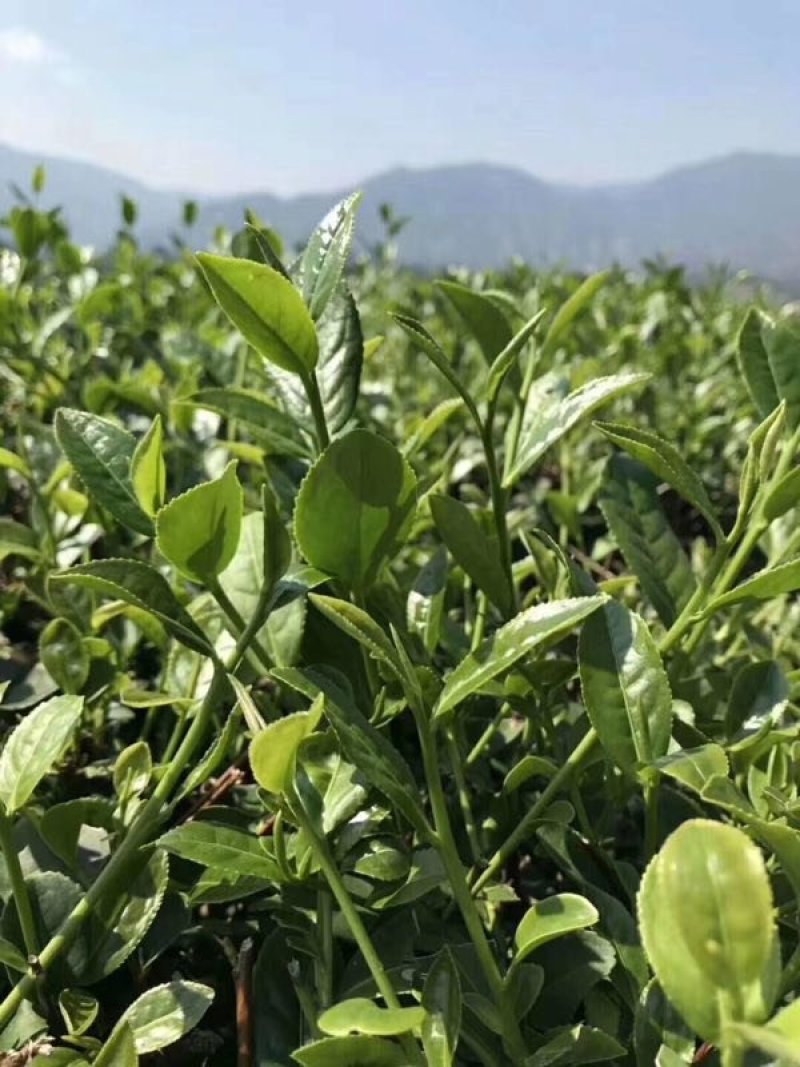 2021漳平水仙乌龙茶新茶500g包邮