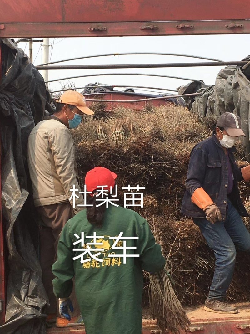 1年生杜梨苗100万株多种规格直接扦插栽种成活率高