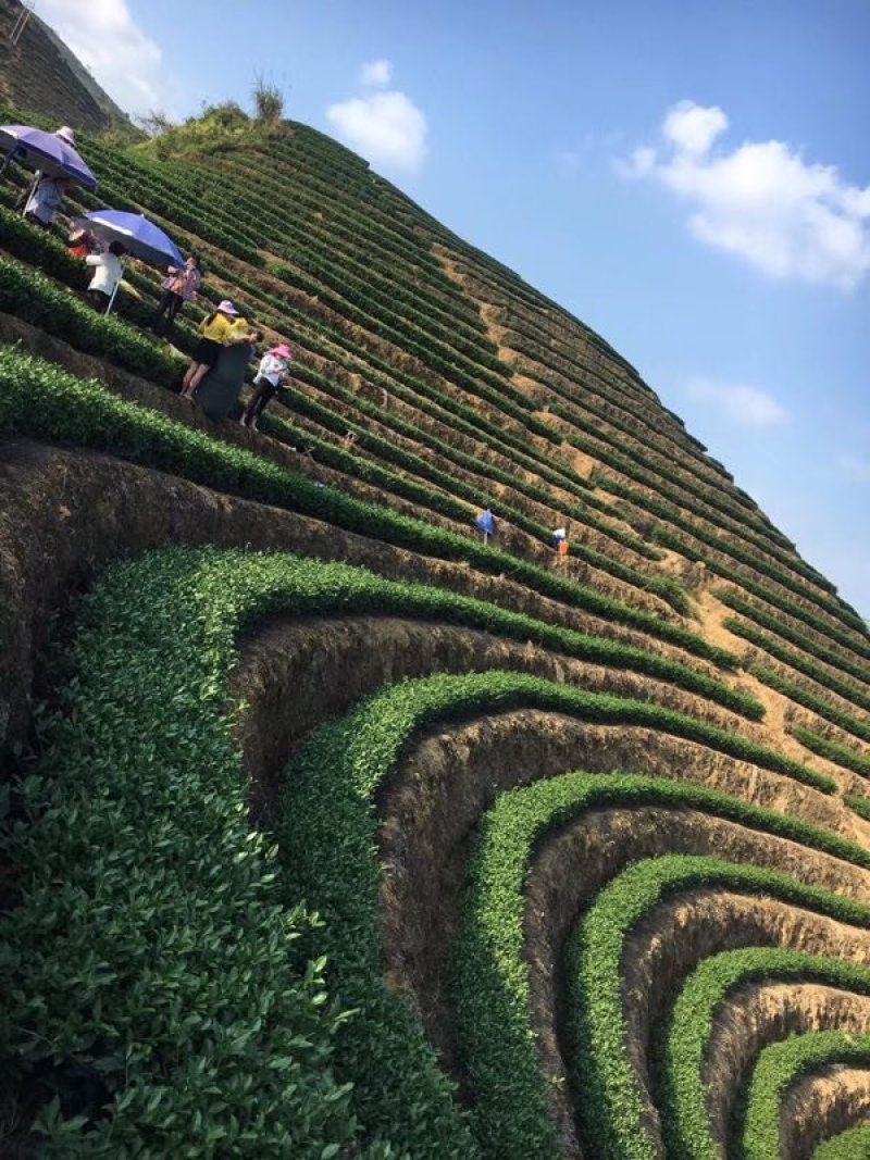 2021新茶茉莉花茶250g包邮