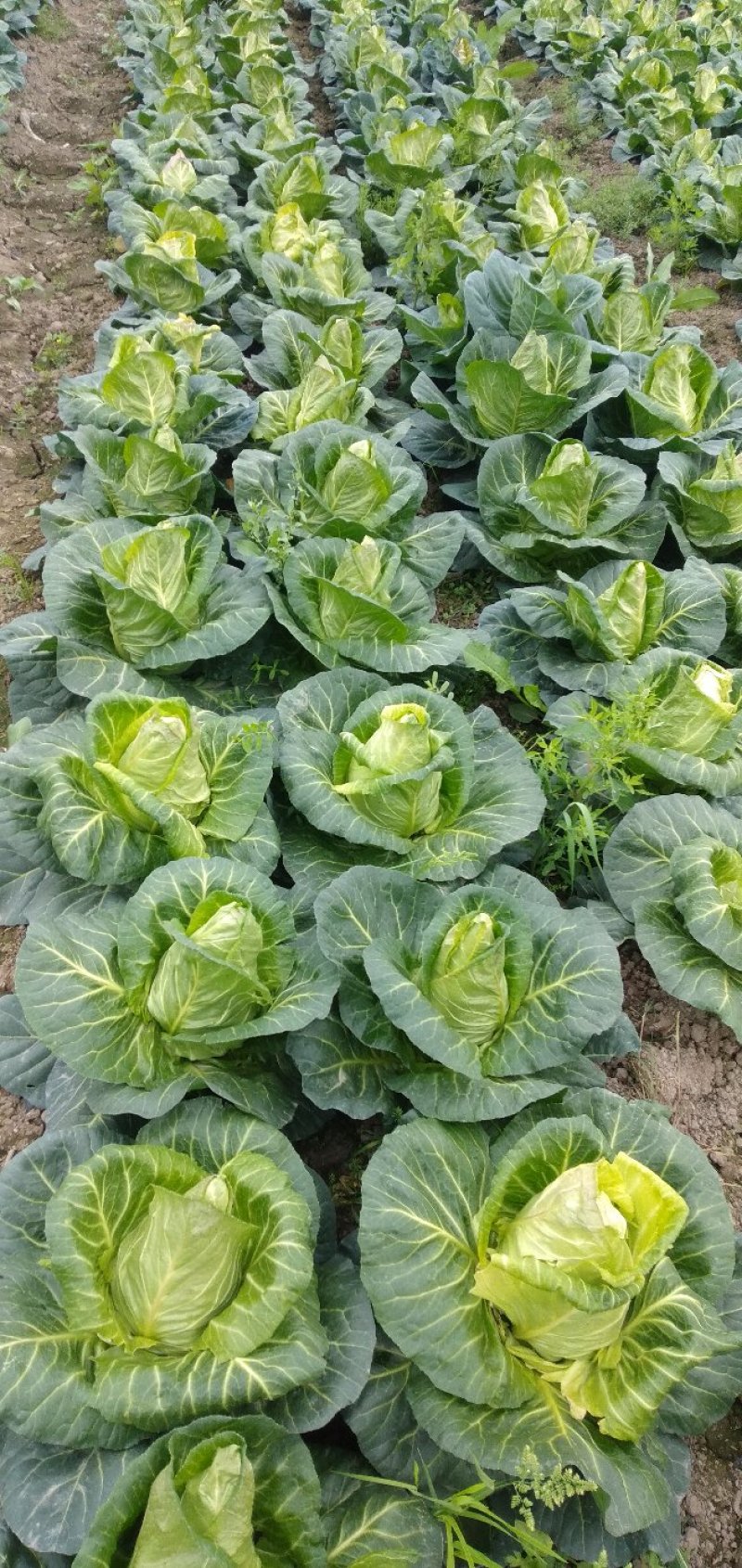 鸡心甘蓝，牛心白，颜色清秀，个头均匀。无虫