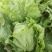生菜球