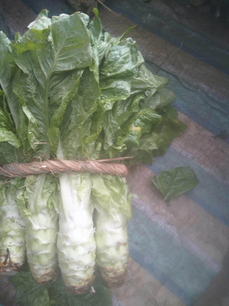 汉中莴笋单颗重一至三斤，皮薄肉多产地直销