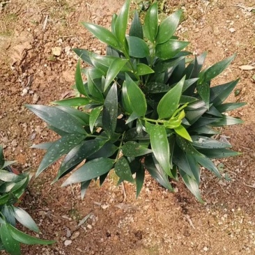 长寿竹竹柏盆栽绿植四季常青驱蚊驱虫