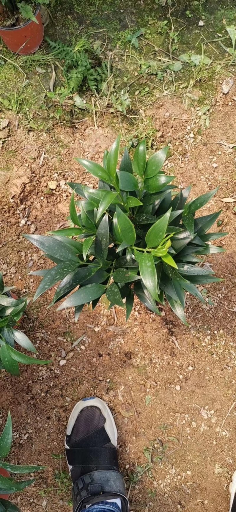 长寿竹竹柏盆栽绿植四季常青驱蚊驱虫