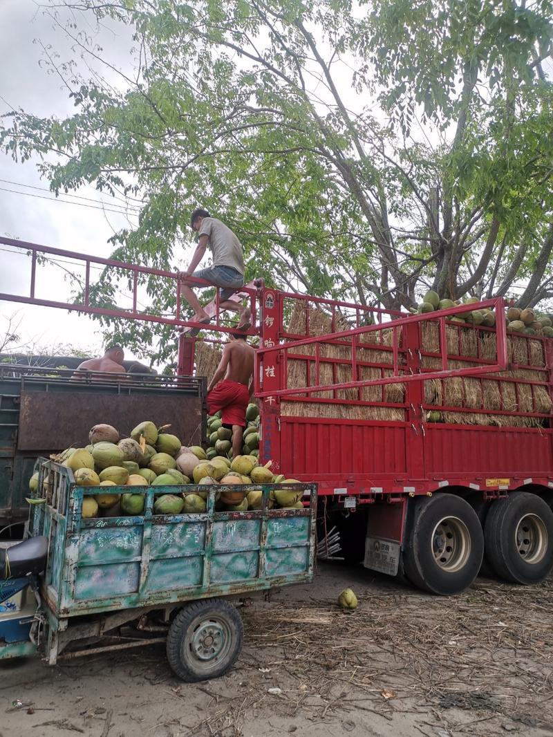 海南椰子厂家直供现摘发货