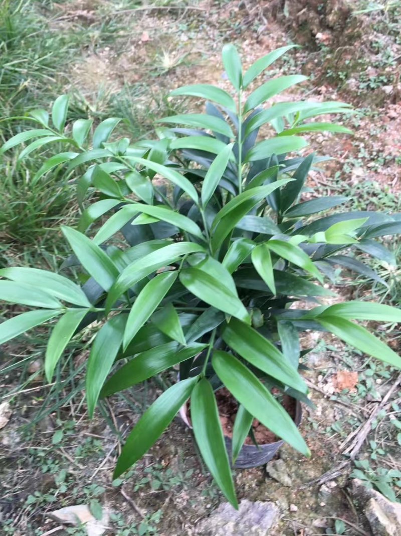 长寿竹竹柏盆栽绿植四季常青驱蚊驱虫