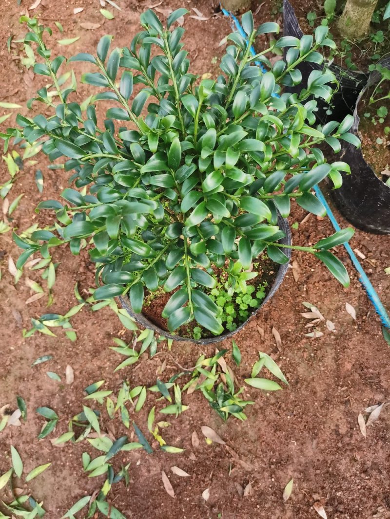 长寿竹竹柏盆栽绿植四季常青驱蚊驱虫