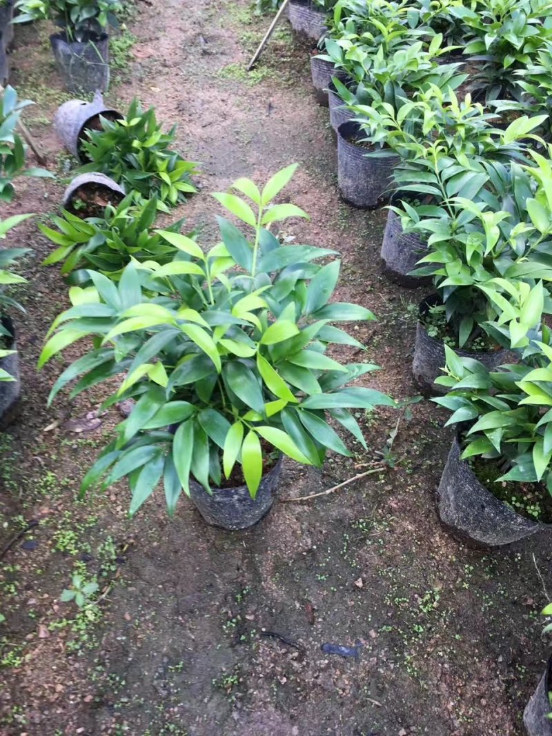 长寿竹竹柏盆栽绿植四季常青驱蚊驱虫