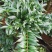 长寿竹竹柏盆栽绿植四季常青驱蚊驱虫
