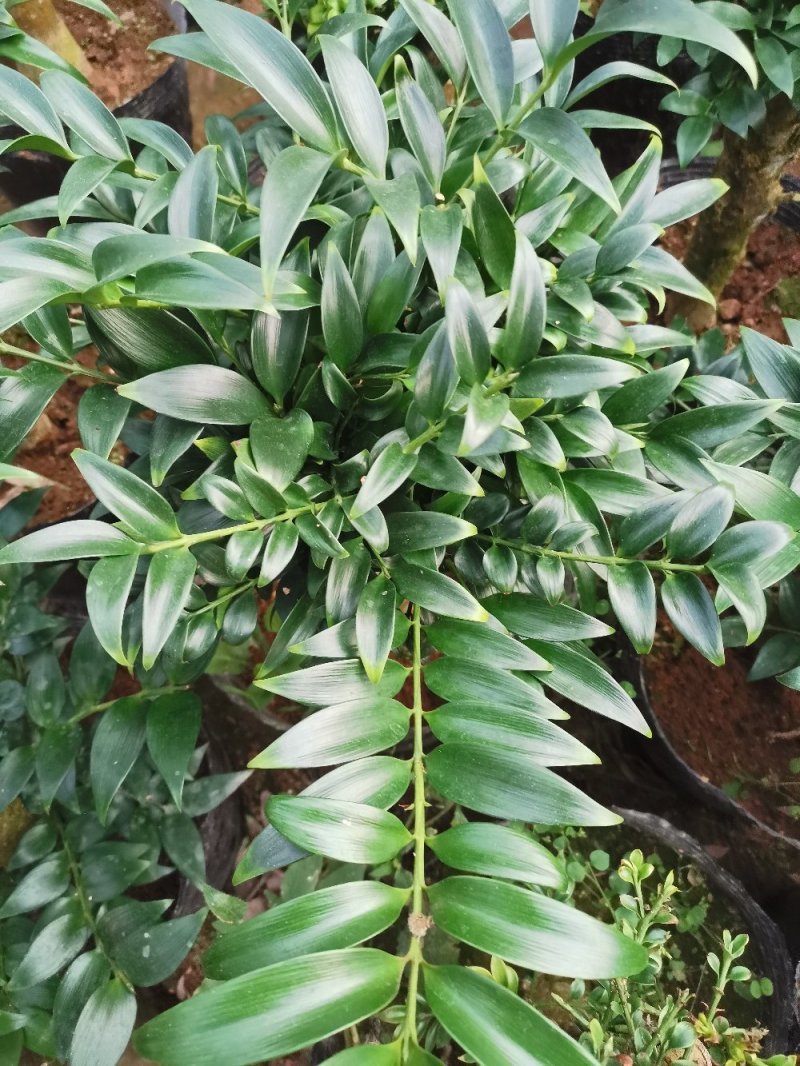 长寿竹竹柏盆栽绿植四季常青驱蚊驱虫