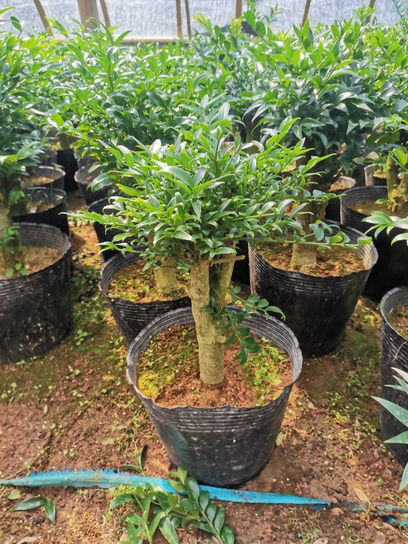 长寿竹竹柏盆栽绿植四季常青驱蚊驱虫