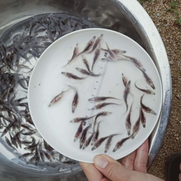 鸭嘴鱼苗长嘴鱼鸭嘴鱼苗批发淡水养殖