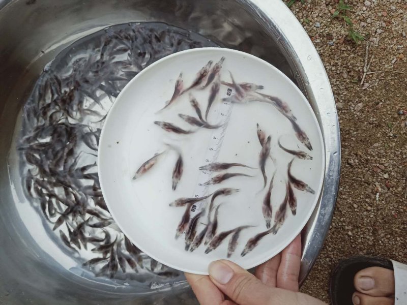 鸭嘴鱼苗长嘴鱼鸭嘴鱼苗批发淡水养殖