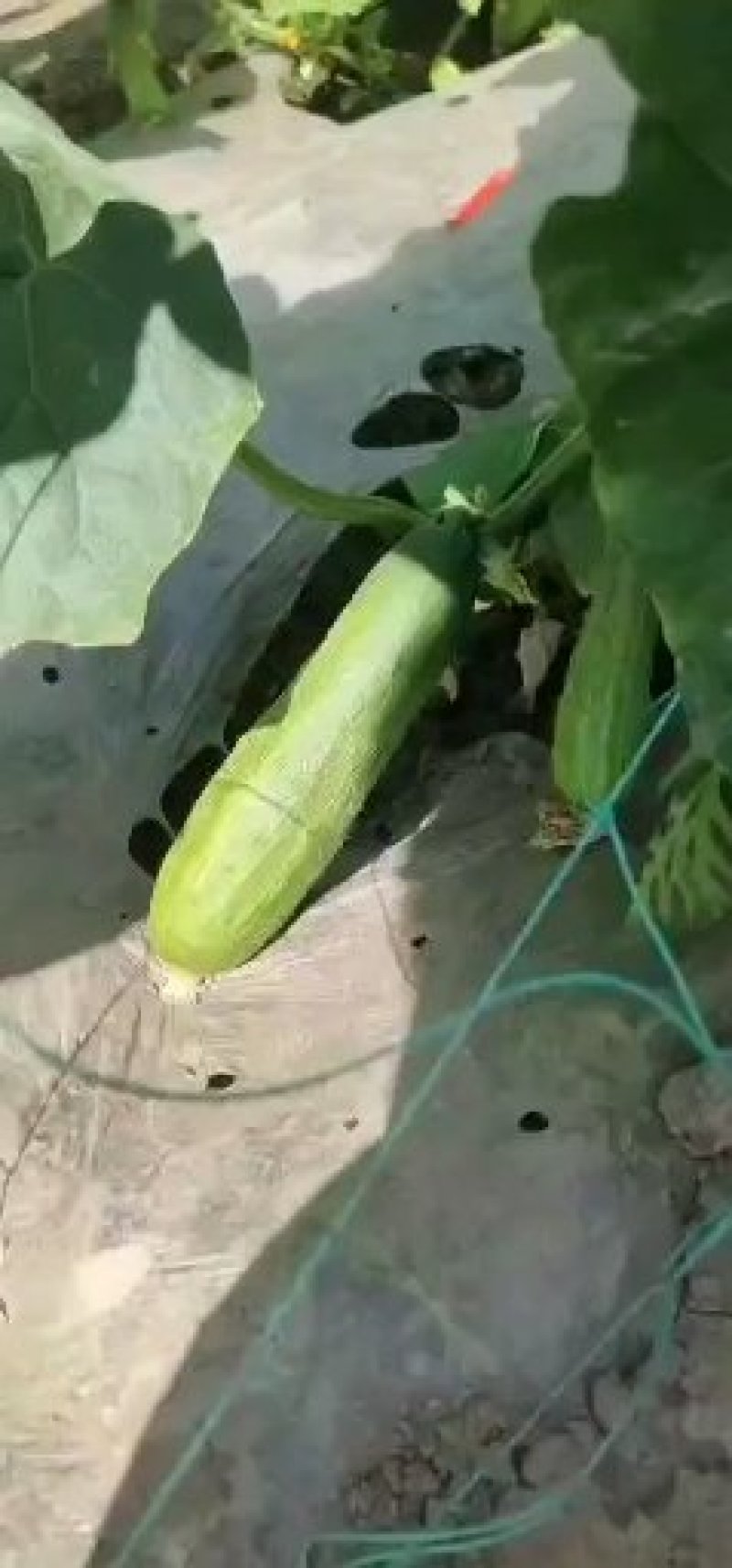 蔬菜