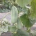 【全国发货】羊角蜜甜博洋61脆甜可口,口感好质量客户至上