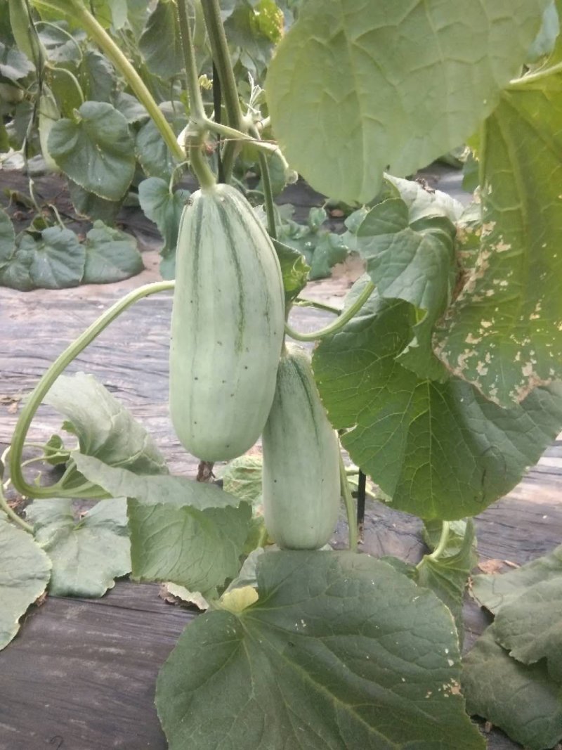 【全国发货】羊角蜜甜博洋61脆甜可口，口感好质量客户至上
