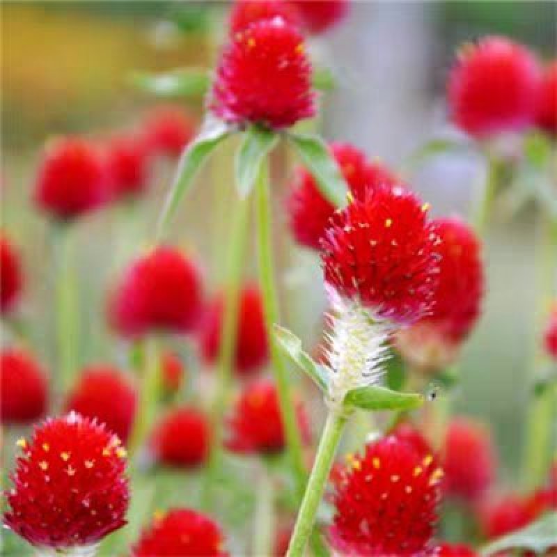 花种子千日红百日红火球庭院景观绿化花卉盆栽易活花籽千日紫