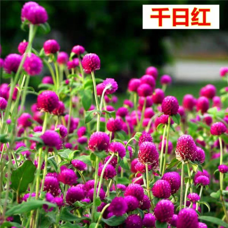 花种子千日红百日红火球庭院景观绿化花卉盆栽易活花籽千日紫