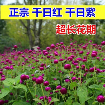 花种子千日红百日红火球庭院景观绿化花卉盆栽易活花籽千日紫