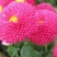 花种子千日红百日红火球庭院景观绿化花卉盆栽易活花籽千日紫