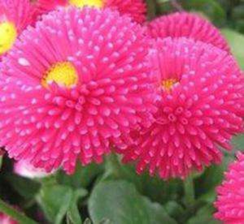 花种子千日红百日红火球庭院景观绿化花卉盆栽易活花籽千日紫