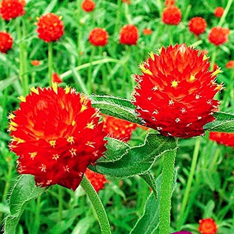 花种子千日红百日红火球庭院景观绿化花卉盆栽易活花籽千日紫
