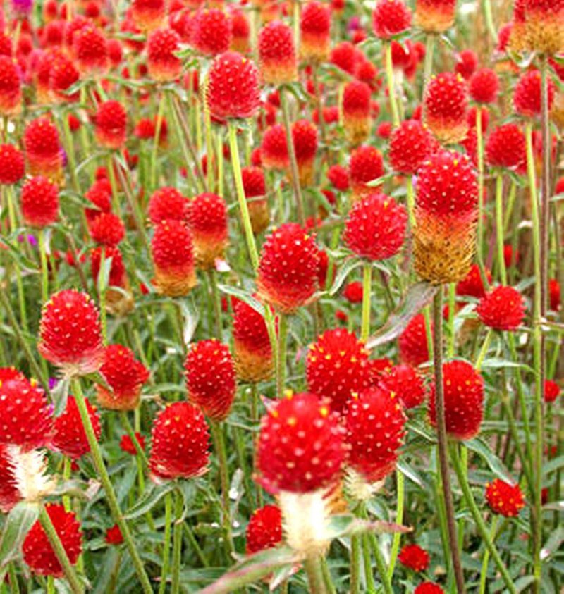 花种子千日红百日红火球庭院景观绿化花卉盆栽易活花籽千日紫