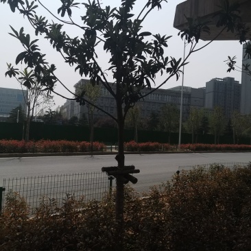 河南潢川枇杷树