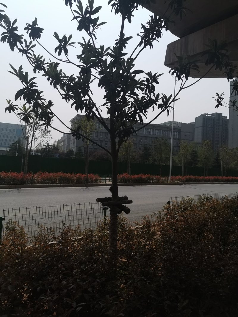 河南潢川枇杷树