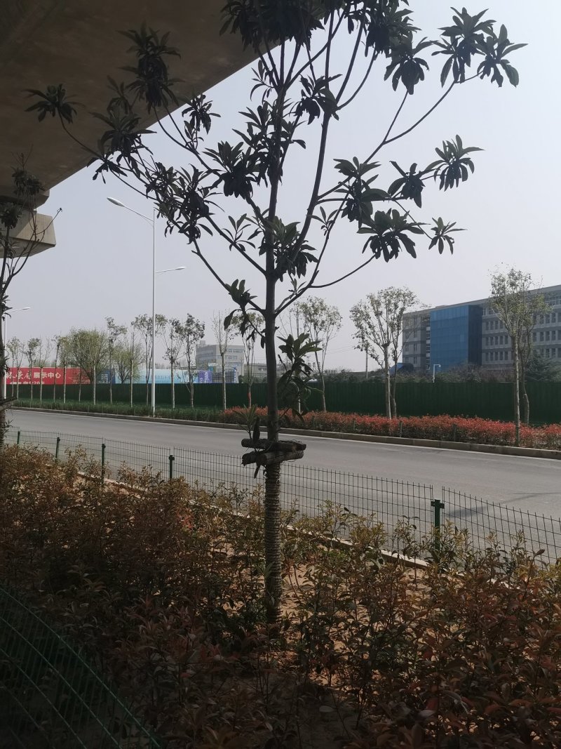 河南潢川枇杷树