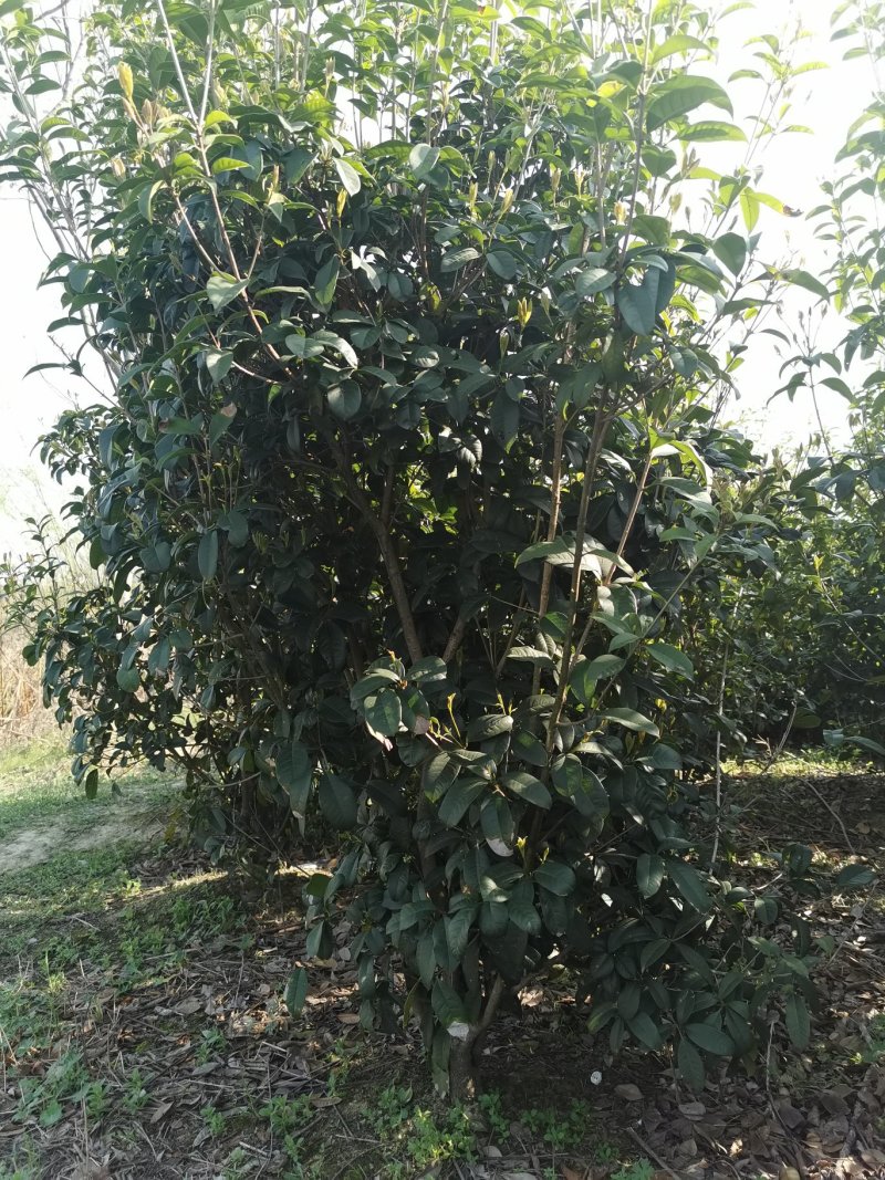 河南潢川枇杷树