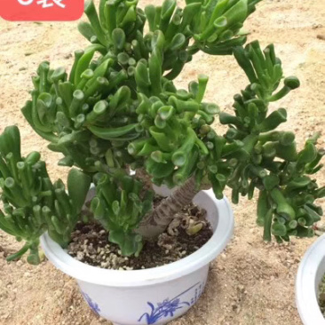 多肉吸财树老桩个头大杠子粗