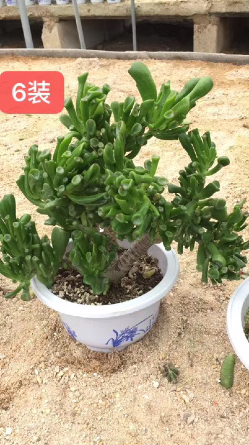 多肉吸财树老桩个头大杠子粗