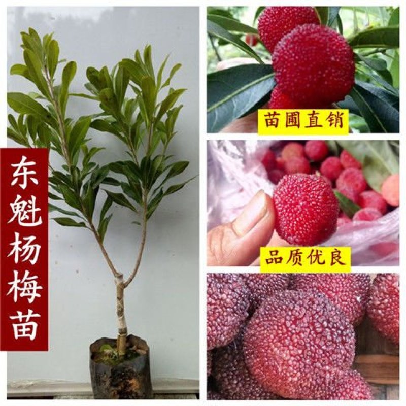 杨梅树苗正宗嫁接东魁杨梅苗南方北方种植果树苗包成活当