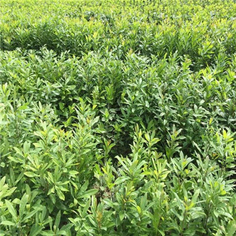 杨梅树苗正宗嫁接东魁杨梅苗南方北方种植果树苗包成活当