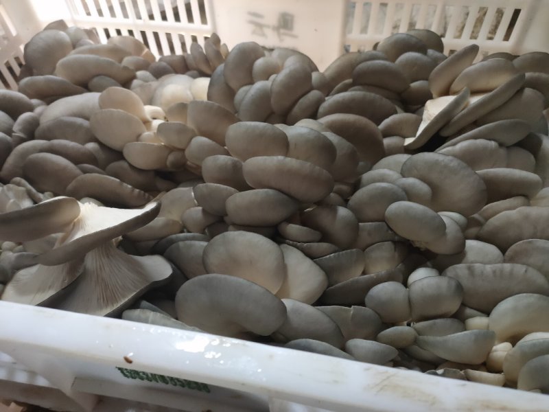 河南省太康县农缘农业发展有限公司，智贤食用菌种植专合作社