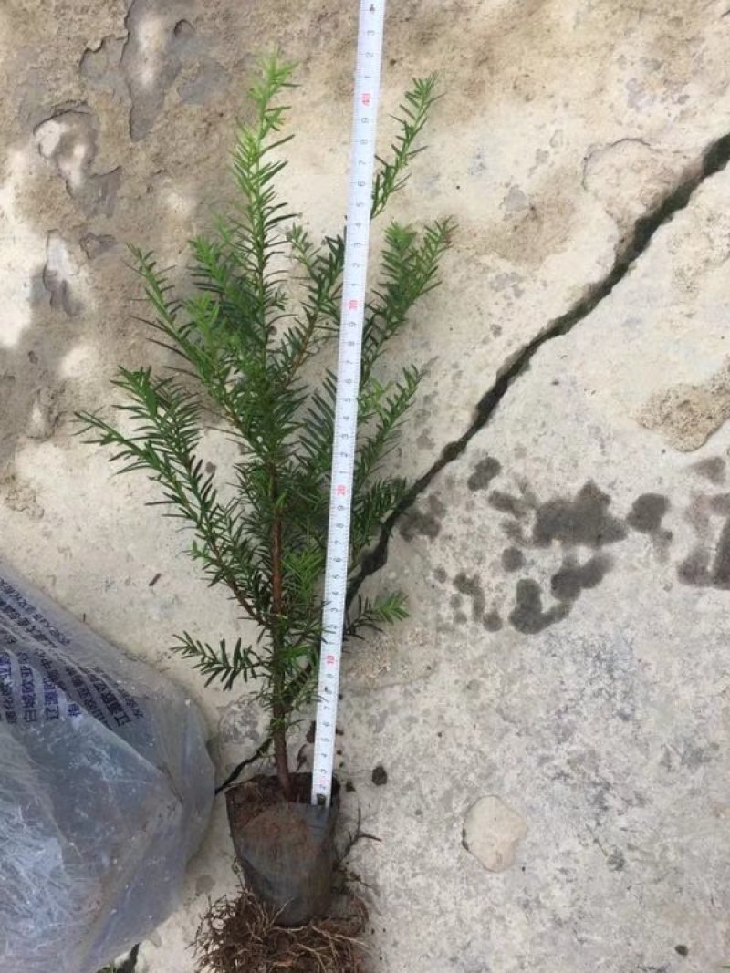 纯东北红豆杉