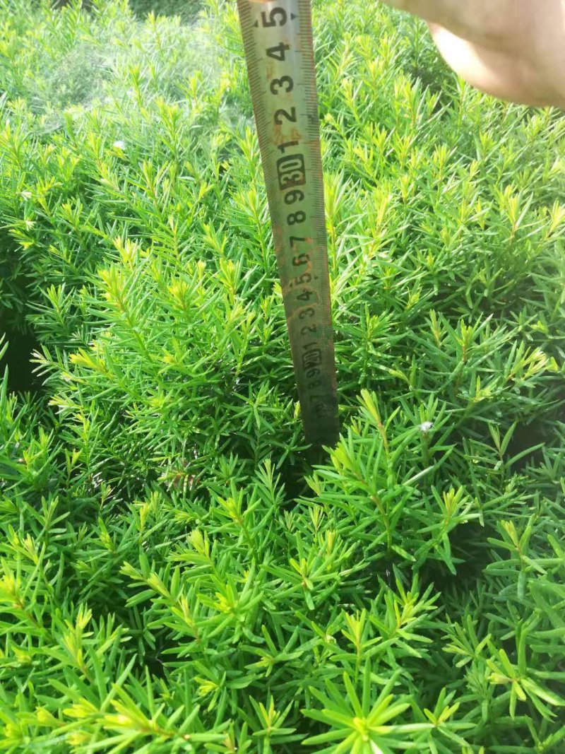 纯东北红豆杉