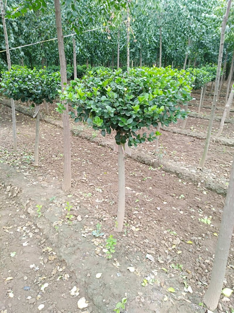 卫矛球