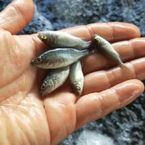 宝石鲈鱼淡水宝石斑鱼苗价格