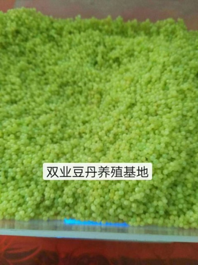 豆丹，豆丹卵，豆丹子豆虫卵